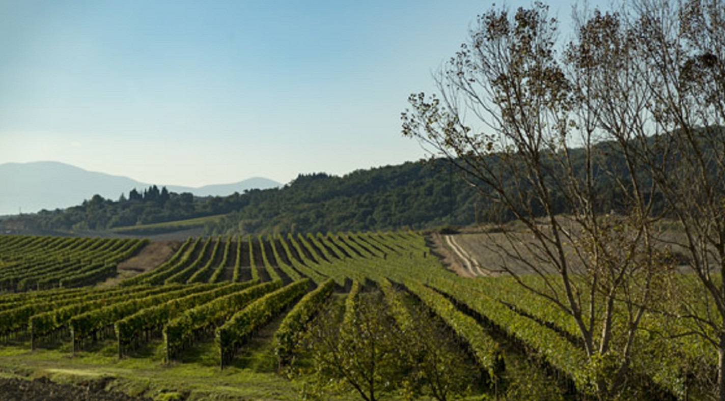 Our Vineyard in the Montosoli Cru